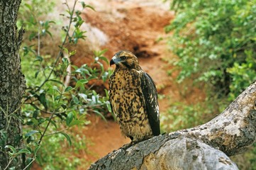 Galapagos Hawk, buteo galapagoensis, Adult, Galapagos Islands