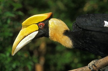 Great Hornbill, buceros bicornis, Portrait of Adult