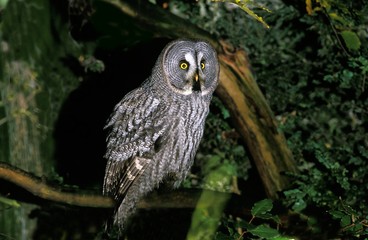 Great Grey Owl, strix nebulosa, Adult standing on Branch