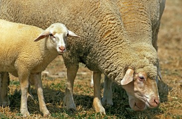 Obraz premium Wurtemberg Domestic Sheep, German Breed, Ewe and Lamb