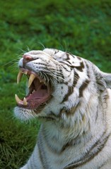 White Tiger, panthera tigris, Adult Yawning
