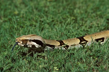 Boa Constrictor, boa constrictor, Adult