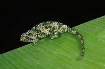 Jackson's Chameleon, chamaeleo jacksoni, Female against Black Background