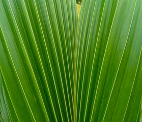close up of palm leaf