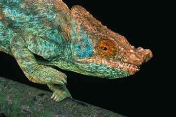 PARSON'S CHAMELEON chamaeleo parsonii, Portrait of Adult against Black Background