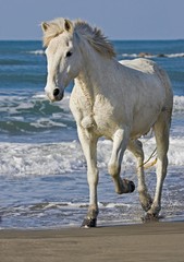 Obraz na płótnie Canvas Camargue Horse, Adult walking on Beach, Saintes Maries de la Mer in South East of France