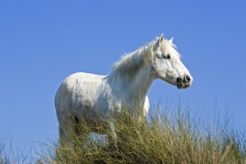 Camargue Horse, Saintes Maries de la Mer in South East of France