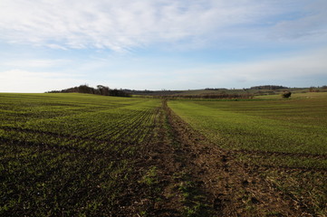 Fototapeta na wymiar Fields in winter. Essex, December 2016