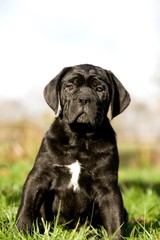 Cane Corso, a Dog Breed from Italy, Puppy sitting on Grass