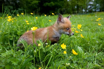 Red Fox, vulpes vulpes, Puppy with Flowers, Normandy