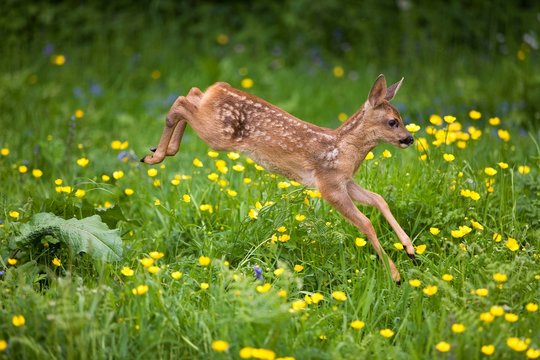 Roe Deer, capreolus capreolus, Fawn with Flowers, Normandy