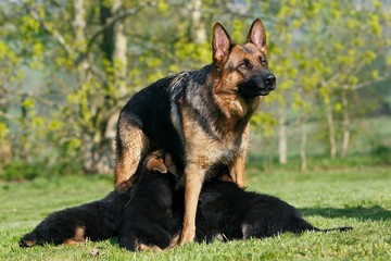 German Shepherd Dog, Mother with Pup Suckling