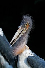 Marabou Stork, leptoptilos crumeniferus, Portrait of Adult, Masai Mara Park in Kenya
