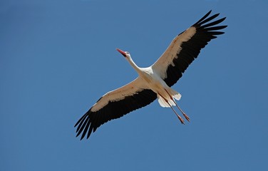 White Stork, ciconia ciconia, Adult in Flight against Blue Sky