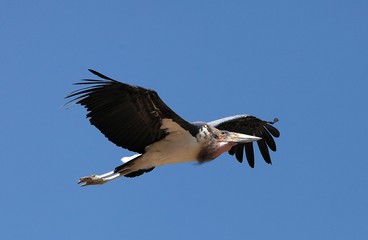 Marabou Stork, leptoptilos crumeniferus, Adult in Flight, Masai Mara Park in Kenya
