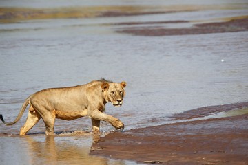 African Lion, panthera leo, Young Male crossing River, Samburu Park in Kenya