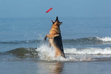 German Shepherd, Male catching frisbee, beach in Normandy