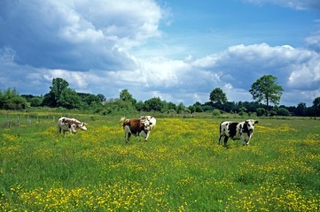 Fototapeta na wymiar Normandy Cow, Domestic Cattle in Calvados