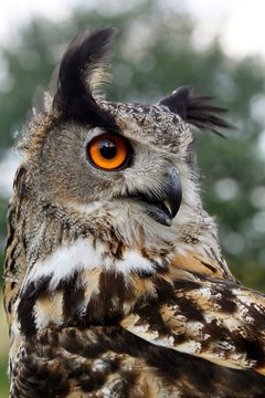 European Eagle Owl, asio otus, Portrait of Adult