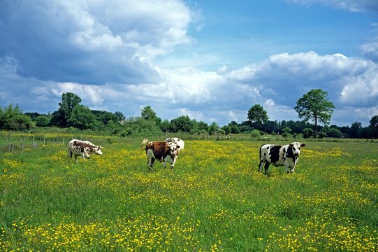 Normandy Cow, Domestic Cattle in Calvados