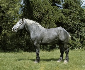 Percheron Draft Horse