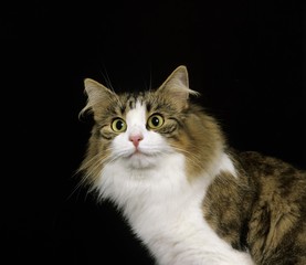Skogkatt Domestic Cat, Adult against Black Background