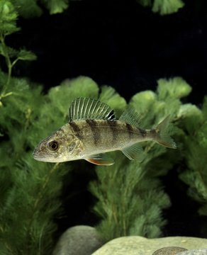 European Perch, perca fluviatilis