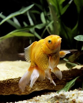 Goldfish, carassius auratus