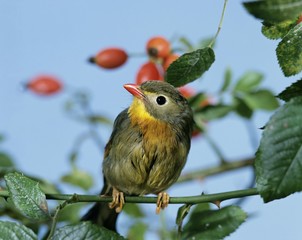 Red-billed Leiothrix, leiothrix lutea, Adult standing on Branch