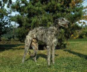 Scottish Deerhound Dog, Male