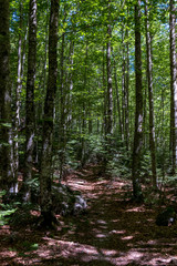 beech forest  of Cañón de Añisclo, Huesca Pyrenees. National Park of Ordesa - Monte Perdido