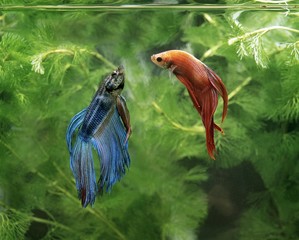 Fighting Fish, betta splendens, Pair