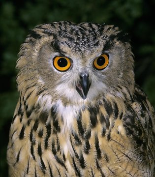 European Eagle Owl, bubo bubo, Portrait of Adult