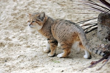 Sand Cat, felis margarita, Adult