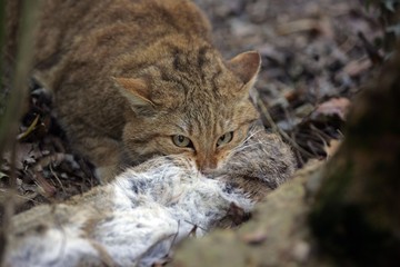 European Wildcat, felis silvestris, with a Kill, an European rabbit