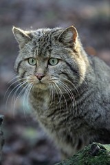 European Wildcat, felis silvestris, Portrait of Adult