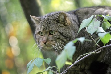European Wildcat, felis silvestris © slowmotiongli