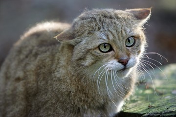 European Wildcat, felis silvestris, Portrait of Adult