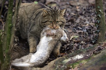 European Wildcat, felis silvestris, with a Kill, an European rabbit © slowmotiongli