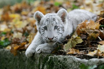 White Tiger, panthera tigris, Cub