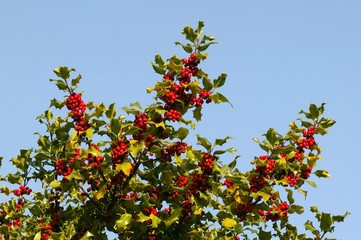 Fototapeta na wymiar European Holly, ilex aquifolium with Red Berries, Winter in Normandy