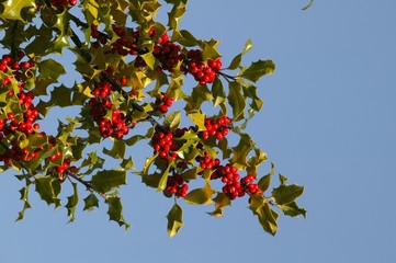 European Holly, ilex aquifolium with Red Berries, Winter in Normandy