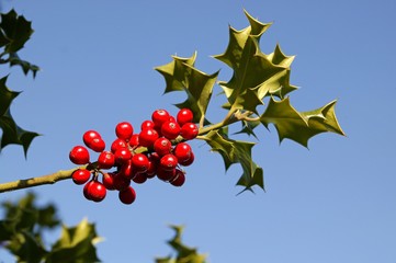 European Holly, ilex aquifolium with Red Berries, Winter in Normandy