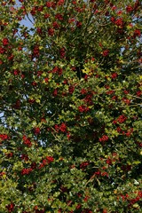 European Holly, ilex aquifolium with Red Berries, Winter in Normandy
