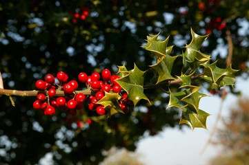 European Holly, ilex aquifolium with Red Berries, Winter in Normandy