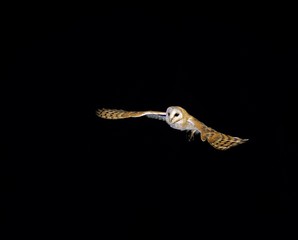 Barn Owl, tyto alba, Adult in Flight