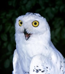 Snowy Owl, nyctea scandiaca, Adult calling
