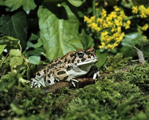 Green Toad, bufo viridis, Adult