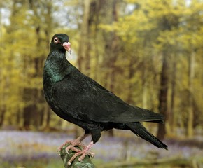 Danish Pigeon