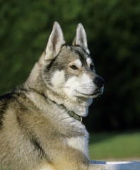Siberian Husky, Dog with Collar